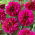 Dalia - Purple Haze - duża paczka! - 10 szt.