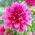 Dalia - Emory Paul
