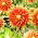 Dalia - Autumn Sunburst