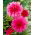 Dalia różowa - Dahlia Pink - duża paczka! - 10 szt.