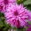 Dalia - Striped Ambition - duża paczka! - 10 szt.