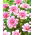 Dalia - Pink Perception - duża paczka! - 10 szt.