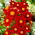 Dalia - Firebird - duża paczka! - 10 szt.
