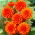 Dalia - Orange Nugget