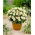Dalia - Topmix White