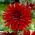 Dalia - Burning Love