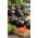 Pomidor Blackball - gruntowy