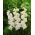 Mieczyk White Prosperity - 5 szt.