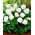 Begonia Non Stop - biała - duża paczka! - 20 szt.
