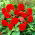 Begonia Non Stop - czerwona - 2 szt.