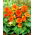 Begonia Non Stop - pomarańczowa - 2 szt.