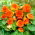 Begonia Non Stop - pomarańczowa - duża paczka! - 20 szt.