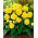 Begonia Non Stop - żółta - 2 szt.