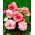 Begonia - Bouton de Rose - różowo-biała - duża paczka! - 20 szt.