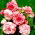 Begonia - Bouton de Rose - różowo-biała - duża paczka! - 20 szt.