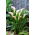 Calla Crystal Blush - duża paczka! - 10 szt.
