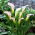 Calla Crystal Blush