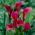 Calla ciemnoróżowa - cebulka XXL