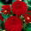Dalia czerwona - Dahlia Red - GIGA paczka! - 50 szt.