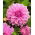 Dalia - Lavender Perfection - duża paczka! - 10 szt.