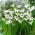 Acidanthera Murielae - duża paczka! - 200 szt.