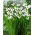 Acidanthera Murielae - duża paczka! - 200 szt.