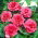 Begonia pełna - różowa - duża paczka! - 20 szt.