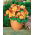 Begonia - Marginata Yellow - żółto-czerwona - duża paczka! - 20 szt.