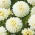 Dalia biała - Dahlia White - GIGA paczka! - 50 szt.