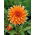 Dalia - Colour Spectacle - GIGA paczka! - 50 szt.