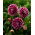 Dalia - Edinburgh - GIGA paczka! - 50 szt.