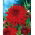 Dalia kaktusowa czerwona - Dahlia cactus Red - duża paczka! - 10 szt.