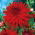 Dalia kaktusowa czerwona - Dahlia cactus Red - duża paczka! - 10 szt.