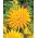 Dalia kaktusowa żółta - Dahlia cactus Yellow - duża paczka! - 10 szt.