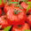 Pomidor Gigant - 10 gram