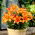 Lilia miniaturka - Orange Pixie - GIGA paczka! - 50 szt