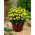 Dalia - Topmix Yellow - duża paczka! - 10 szt.