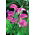 Calla różowa - Pink - GIGA paczka! - 50 szt.