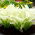 Funkia - Hosta White Feather - GIGA paczka! - 50 szt.