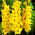 Mieczyk Limoncello - 5 szt.