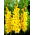 Mieczyk Limoncello - 5 szt.