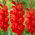 Mieczyk Firebug - 5 szt.