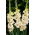 Mieczyk Rivendell - 5 szt.