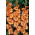 Mieczyk Princess Ruffle - 5 szt.