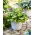 Funkia - Hosta Alligator Alley