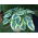 Funkia - Hosta First Frost