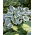 Funkia - Hosta First Frost