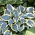 Funkia - Hosta First Frost