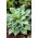 Funkia - Hosta Fragrant Blue - pachnąca - duża paczka! - 10 szt.