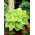 Funkia - Hosta Fragrant Bouquet - pachnąca